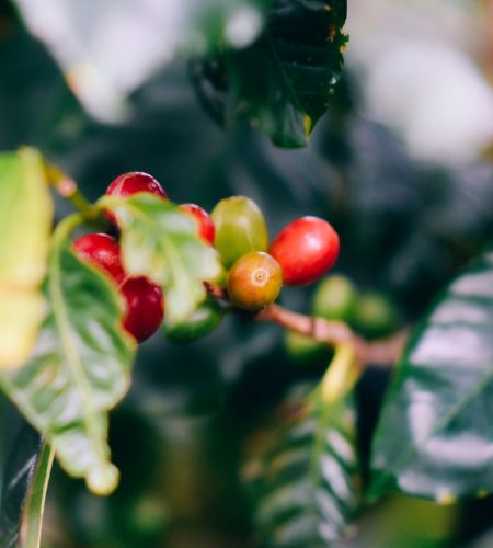 Las-mejores-zonas-donde-alojarse-en-el-Eje-Cafetero-Colombia